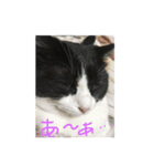 今さんちの猫・ときどきワンコ。（個別スタンプ：7）