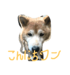 今さんちの猫・ときどきワンコ。（個別スタンプ：8）