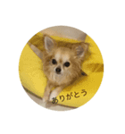 My dog sanpei（個別スタンプ：1）