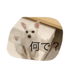 My dog sanpei（個別スタンプ：5）