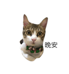 Zaizai's happy life.（個別スタンプ：9）