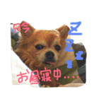 ちっちくんスタンプ2（個別スタンプ：1）