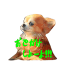 ちっちくんスタンプ2（個別スタンプ：2）