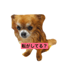 ちっちくんスタンプ2（個別スタンプ：7）