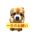 ちっちくんスタンプ2（個別スタンプ：13）