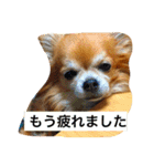ちっちくんスタンプ2（個別スタンプ：14）