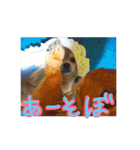 ちっちくんスタンプ2（個別スタンプ：16）