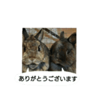 らんあずきもなかここ（個別スタンプ：4）
