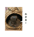 らんあずきもなかここ（個別スタンプ：5）
