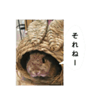 らんあずきもなかここ（個別スタンプ：6）