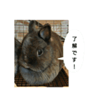 らんあずきもなかここ（個別スタンプ：7）