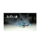 らんあずきもなかここ（個別スタンプ：11）
