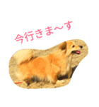 ティナプラム（個別スタンプ：1）