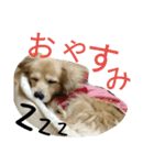 ティナプラム（個別スタンプ：4）