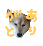 柴犬はち（個別スタンプ：3）