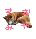 柴犬はち（個別スタンプ：5）