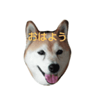 柴犬はち その2（個別スタンプ：4）