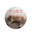 柴犬はち その2（個別スタンプ：6）