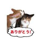 ねこ兄妹 おあげとおこげ（個別スタンプ：1）