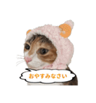 ねこ兄妹 おあげとおこげ（個別スタンプ：13）