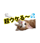 ねこ兄妹 おあげとおこげ（個別スタンプ：16）