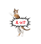 ねこ兄妹 おあげとおこげ（個別スタンプ：20）