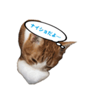 ねこ兄妹 おあげとおこげ（個別スタンプ：25）