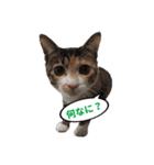 ねこ兄妹 おあげとおこげ（個別スタンプ：27）