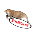 ねこ兄妹 おあげとおこげ（個別スタンプ：34）