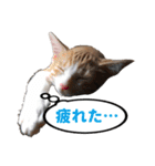 ねこ兄妹 おあげとおこげ（個別スタンプ：35）