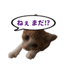 ねこ兄妹 おあげとおこげ（個別スタンプ：36）