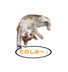 ねこ兄妹 おあげとおこげ（個別スタンプ：37）