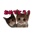 ねこ兄妹 おあげとおこげ（個別スタンプ：40）