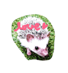 hedgehoglovepuchhi（個別スタンプ：1）