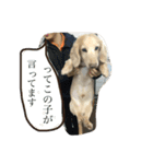 愛犬ルイの日常会話2（個別スタンプ：2）