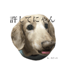 愛犬ルイの日常会話2（個別スタンプ：3）