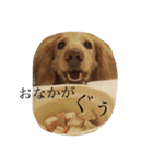 愛犬ルイの日常会話2（個別スタンプ：17）