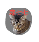 dog＆cat＆face（個別スタンプ：1）