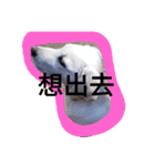 dog＆cat＆face（個別スタンプ：4）