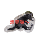 dog＆cat＆face（個別スタンプ：6）
