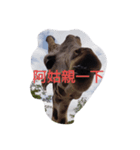dog＆cat＆face（個別スタンプ：7）