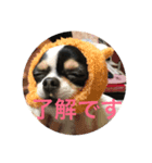 nakachanchi（個別スタンプ：1）