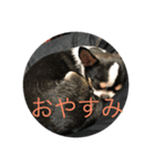 nakachanchi（個別スタンプ：2）