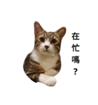 Fei.Yuan.Tiao.Pi（個別スタンプ：4）