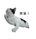 Fei.Yuan.Tiao.Pi（個別スタンプ：6）