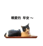 Fei.Yuan.Tiao.Pi（個別スタンプ：9）