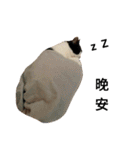 Fei.Yuan.Tiao.Pi（個別スタンプ：10）