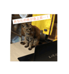 catcatcute catcatcute（個別スタンプ：1）