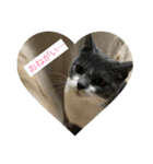 catcatcute catcatcute（個別スタンプ：2）