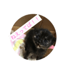 catcatcute catcatcute（個別スタンプ：3）